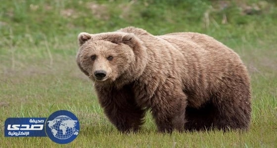 دراسة: الدببة تحولت إلى نباتية بسبب التغير المناخي