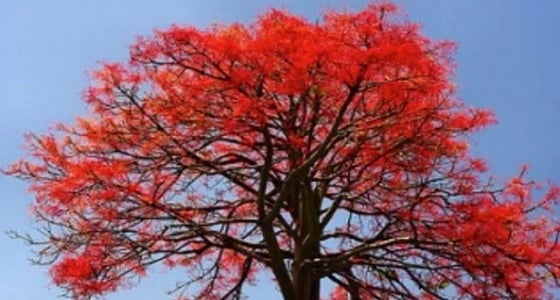 عنيزة تزين شوارعها بأشجار مزهرة