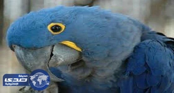 ببغاء تائه في خميس مشيط يثير دهشة المواطنين