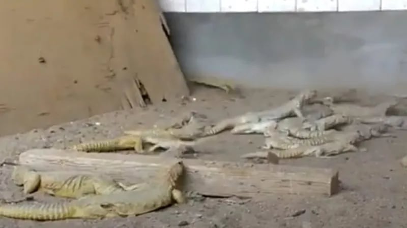 بالفيديو.."ضبياقرا" أول محمية مرخصة للاتجار بحيوان الضب