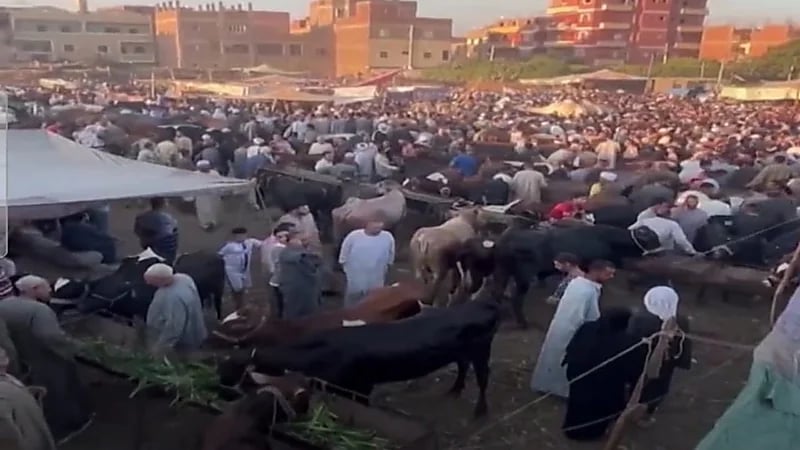 شاهد.. العثور على مقبرة حمير جديدة في ‎مصر