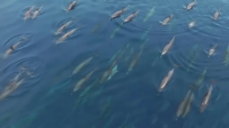 بالفيديو.. صغار الدلافين خلال رحلة استكشاف البحر الأحمر