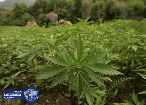 امرأة تقتل طفليها بسبب الماريجوانا