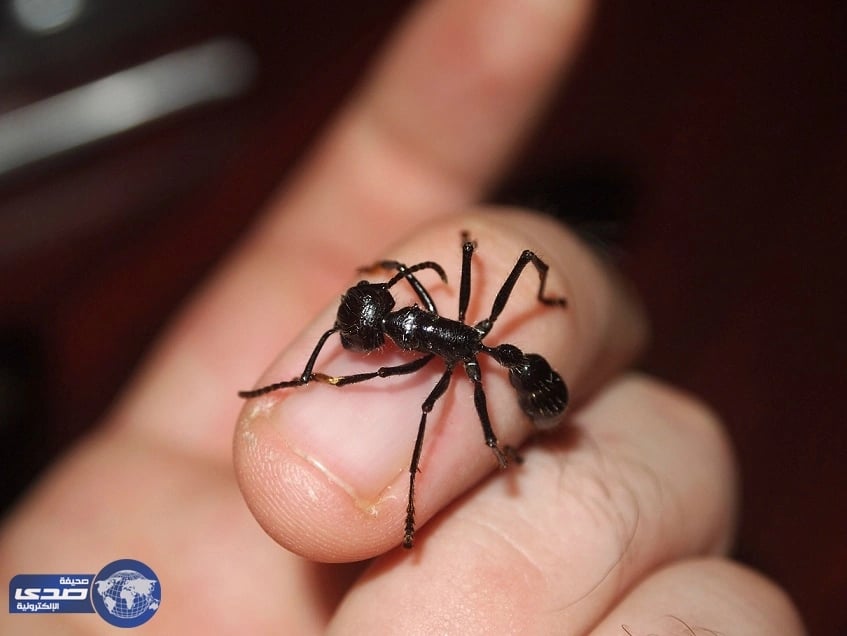 لقرصة النمل فوائد لا تخطر على بالكم !