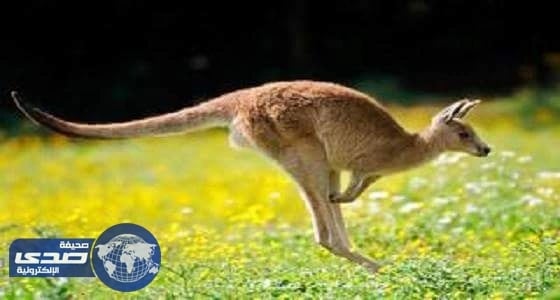 رجل يقتل كنغر بعصا حديدية فعاقبته المحكمة