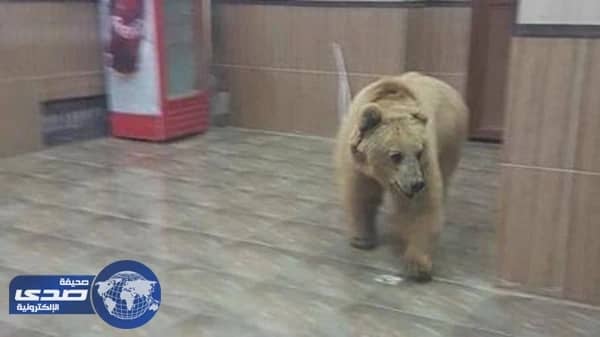 بالصور.. دب يتجول بين الأبنية والأزقة بقضاء جومان