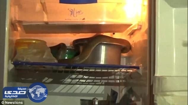 بالفيديو والصور.. اختباء كوبرا داخل ثلاجة في الهند
