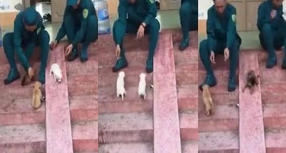 فيديو طريف لـ 5 جراء تستمتع بلعبة التزلق