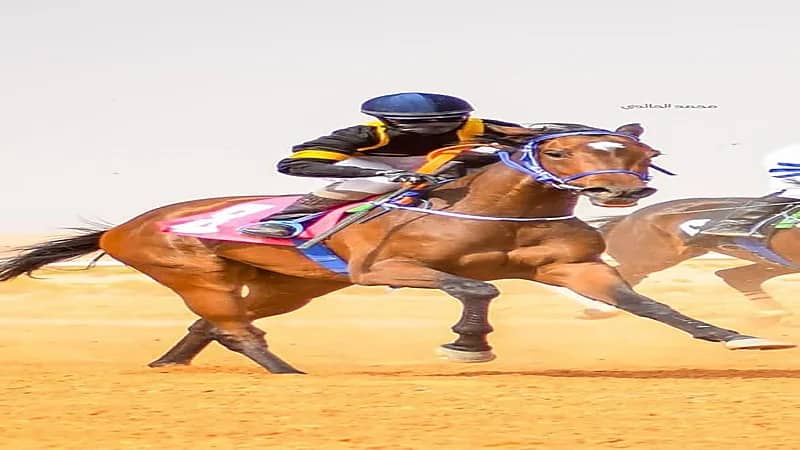 أول فارسة سعودية تروي تفاصيل حصولها على رخصة "خيال" من ميدان الجنادرية