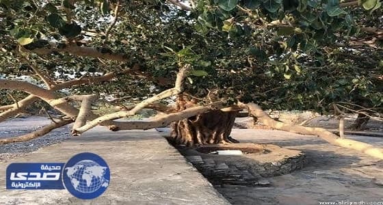 جدران حماية لـ«تألقة قنا» أضخم شجرة في عسير