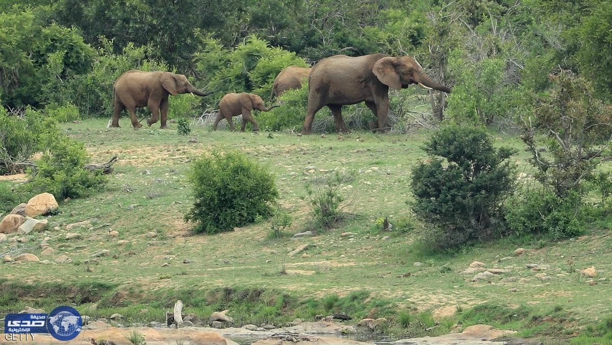 وفاة موظفة واصابة أخرى في مهاجمة قطيع فيله بمنتزه بري
