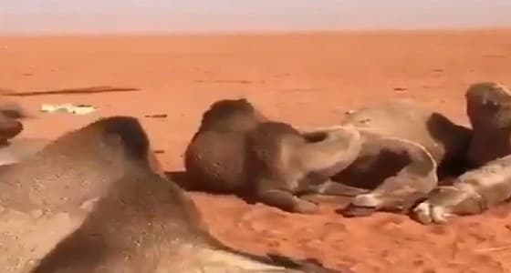 بالفيديو.. صاعقة رعدية تتسبب في نفوق قطيع من الإبل برماح