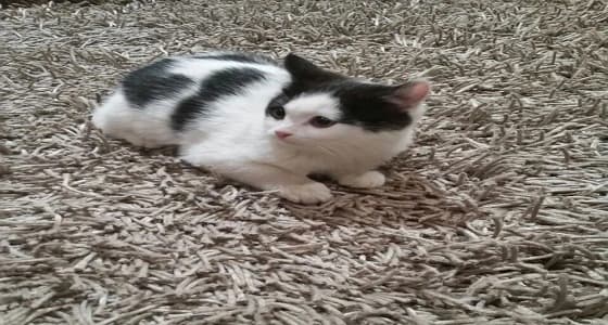 بالفيديو.. قطتان تعزفان على الأورج بمهارة