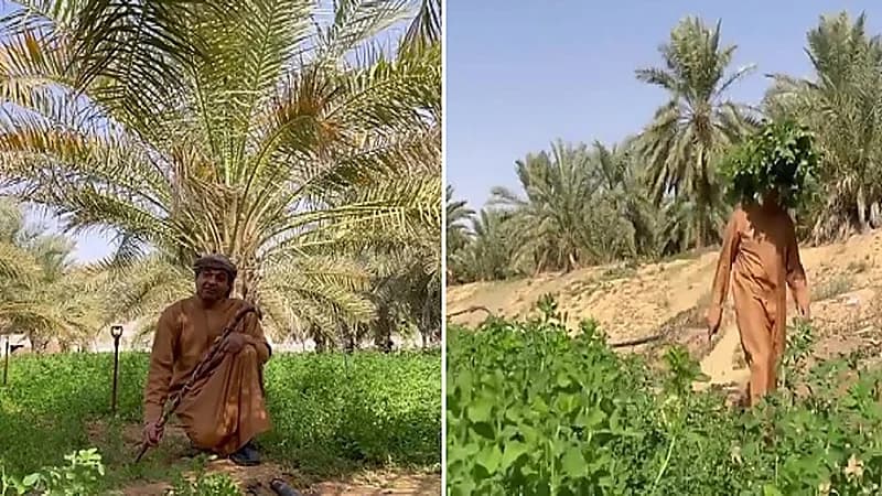 بالفيديو.. "الزعاق" يكشف موعد "بذرة الست" لزراعة جميع المحاصيل