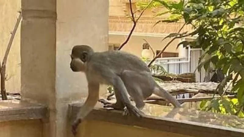 قرد هارب يتسبب في كارثة ويمزق أذن امرأة