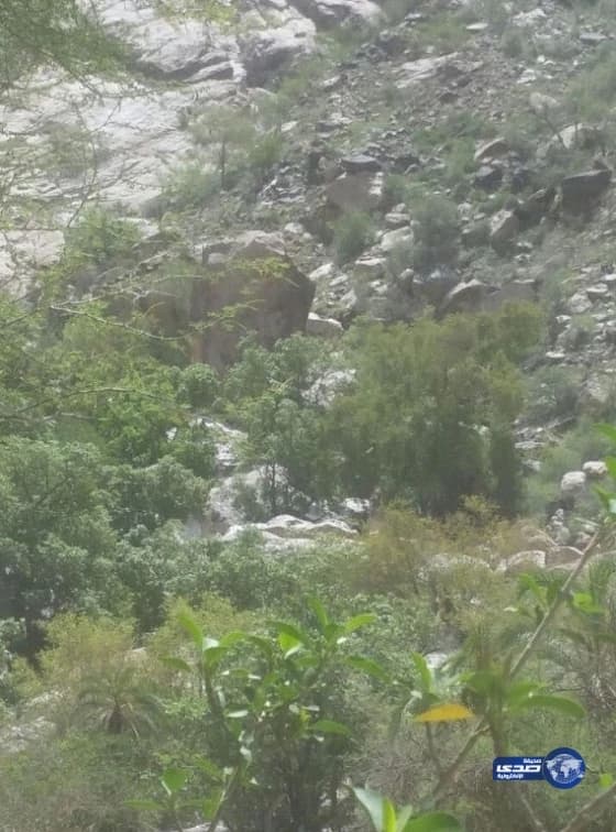 "التسليف" يعتمد تمويل 541 مشروعًا في قطاع "الاتصالات"