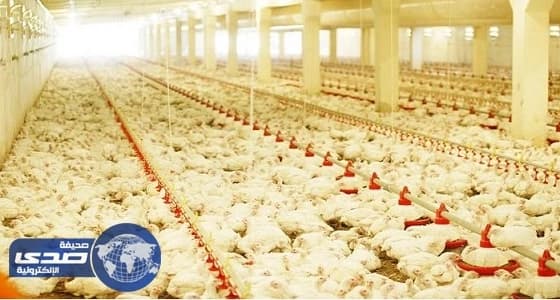 المملكة تحظر استيراد الطيور الحية من زيمبابوي