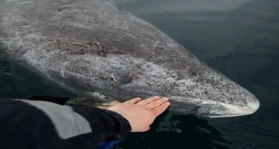 العثور على أقدم كائن حي عمره 512 عامًا