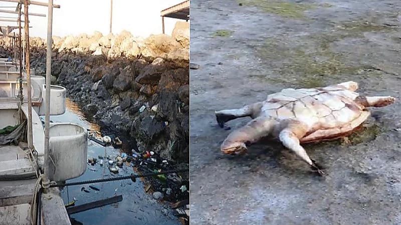 الكائنات البحرية «آمنة» على سواحل الشرقية