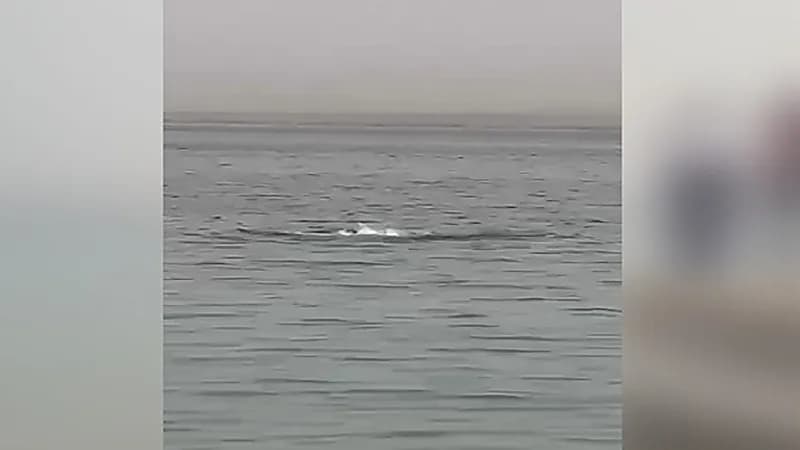 سمكة قرش تبتلع سائح بمياه الغردقة .. فيديو