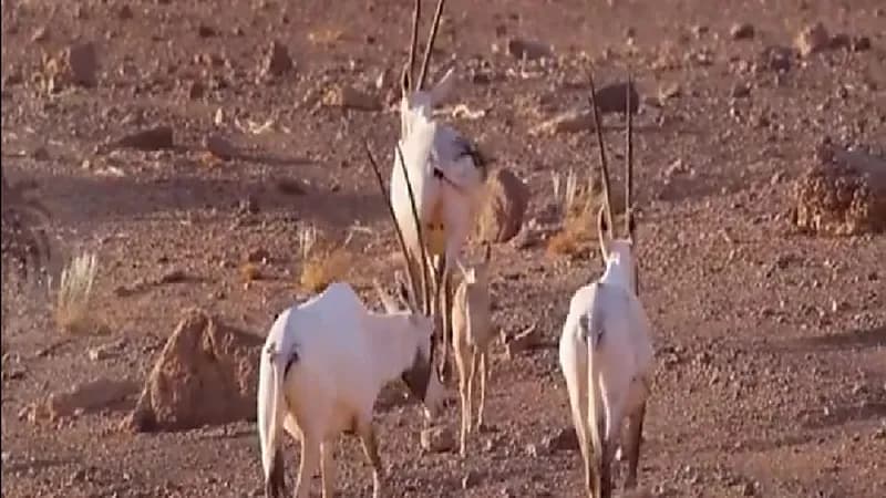 شاهد.. أول مولود للمها يبصر النور بمحمية الملك سلمان الملكية