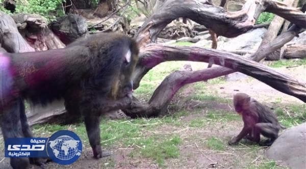 " قردة " تتعرف على اقرانها المصابة من رائحة فضلاتها