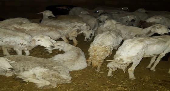 ضبط مطبخ شعبي يذبح أغنام غير صالحة للاستهلاك الآدمي