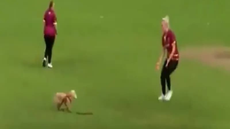 شاهد.. كلبة تقتحم أحد الملاعب وتخطف الأنظار بسرقة الكرة من اللاعبات