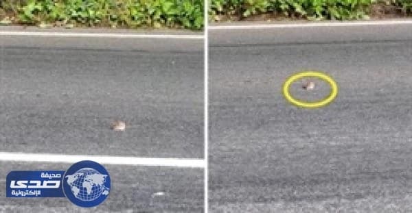 بالفيديو.. فأر يواجه الموت 6 مرات وينجو بحياته