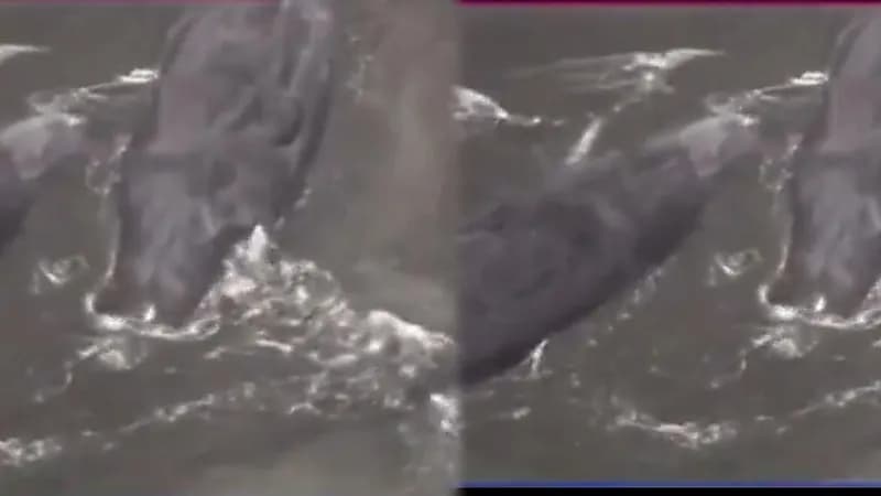 موجات تسونامي تقذف حيتان ضخمة على سواحل اليابان.. فيديو