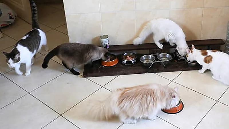 دولة تسعى لمنح العامل إجازة مدفوعة حال وفاة حيوانه الأليف