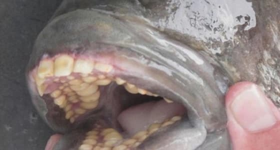 بالصور.. اصطياد سمكة تمتلك أسنانا تشبه الإنسان