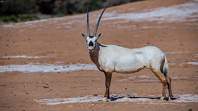 الهيئة الملكية لمحافظة العُلا تُطلق المجموعة الثالثة من الحيوانات الفطرية