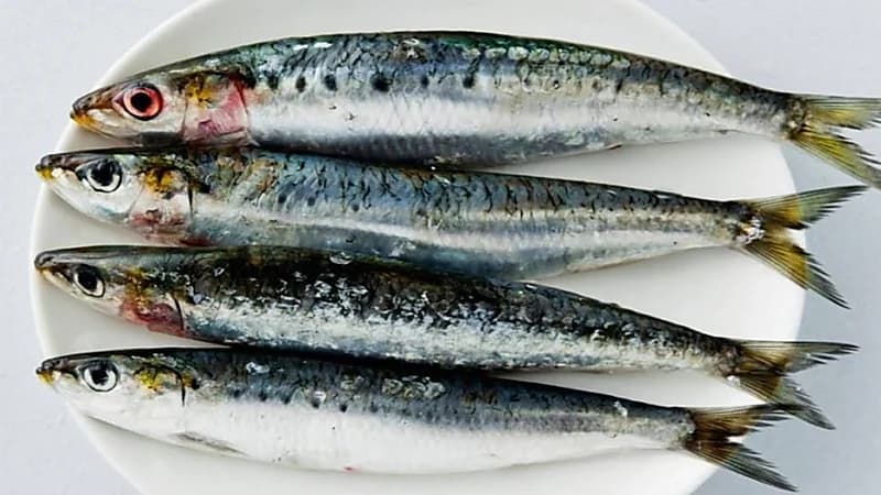 "مختص" يكشف عن أفضل 3 أنواع سمك تحارب الاكتئاب