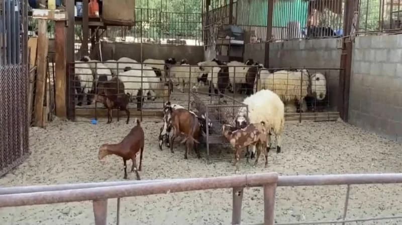 بالفيديو.. أسعار الأضاحي تصل إلى 2000 ريال