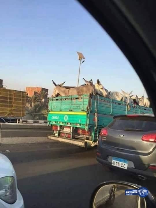 بعد ظهور شاحنة محملة بالحمير..4 مليون مصرى يعترفون بأكلهم لحم حمير