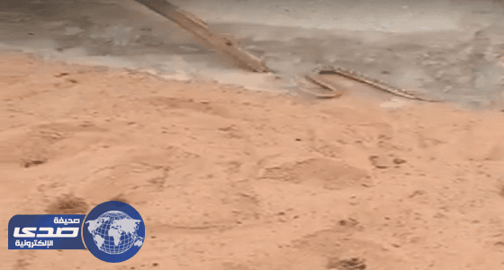 بالفيديو.. العناية الإلهية تنقذ طلاب مدرسة حطى من لدغ ثعبان