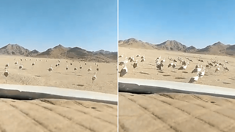 بالفيديو.. انتشار الطيور المهاجرة غرب حائل بعد قرار منع الصيد