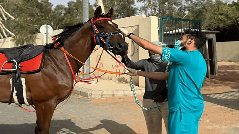 مركز "وقاء" يعلن رسميًّا خلو المملكة من مرض الرعام