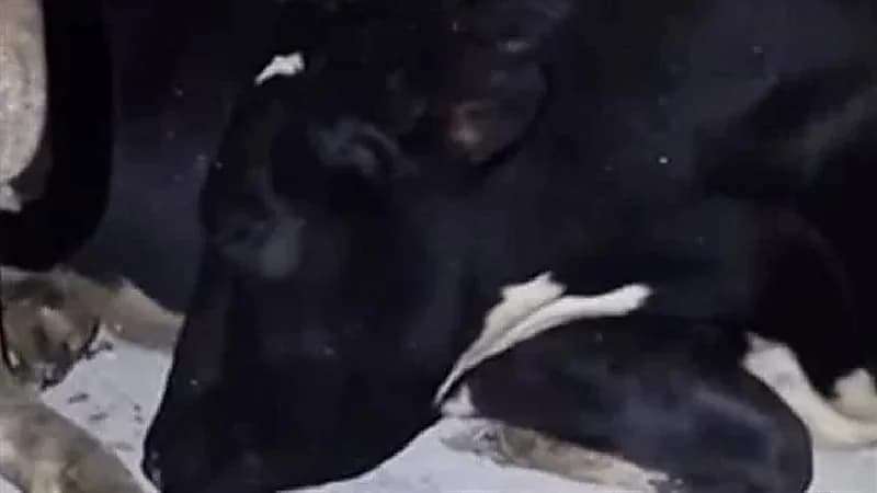 شاهد.. بقرة تتظاهر بالنوم لعدم رغبتها في حلبها