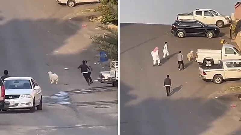 مطاردة مضحكة بين شباب وخروف هارب .. فيديو