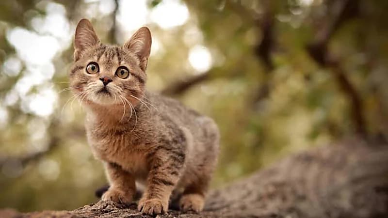 القطط سبباً في انتقال أنفلونزا الطيور إلى البشر