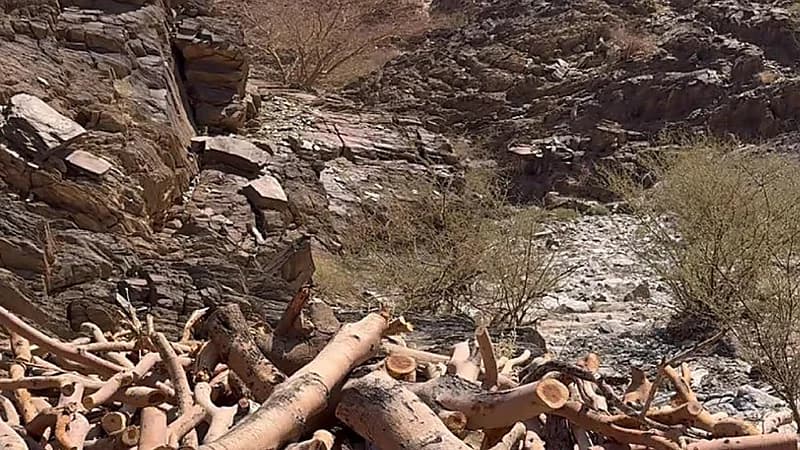 ضبط مقيم لقطعه الأشجار وتخزين الحطب المحلي وتحويله إلى فحم في بمكة