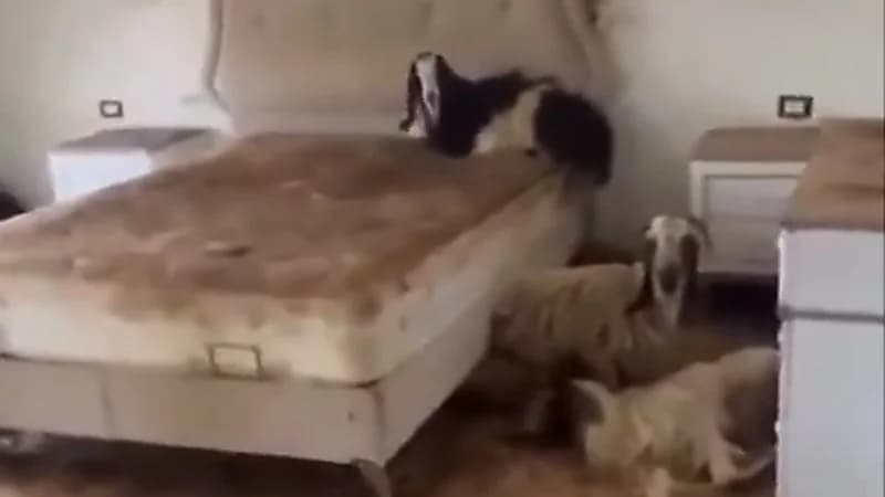 لبناني يتفاجأ باحتماء عدد من الماعز داخل بيته ..فيديو