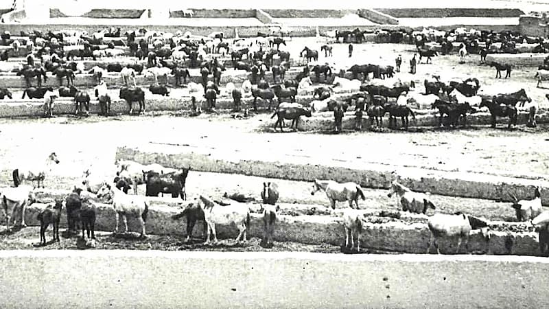 صورة تاريخية نادرة لاسطبل الخيل العربية الخاصة بالملك سعود قبل 67 عامًا