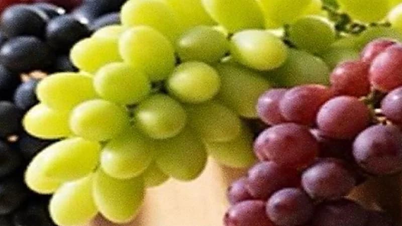 فوائد صحية مذهلة تجعلك تحرص على تناول العنب