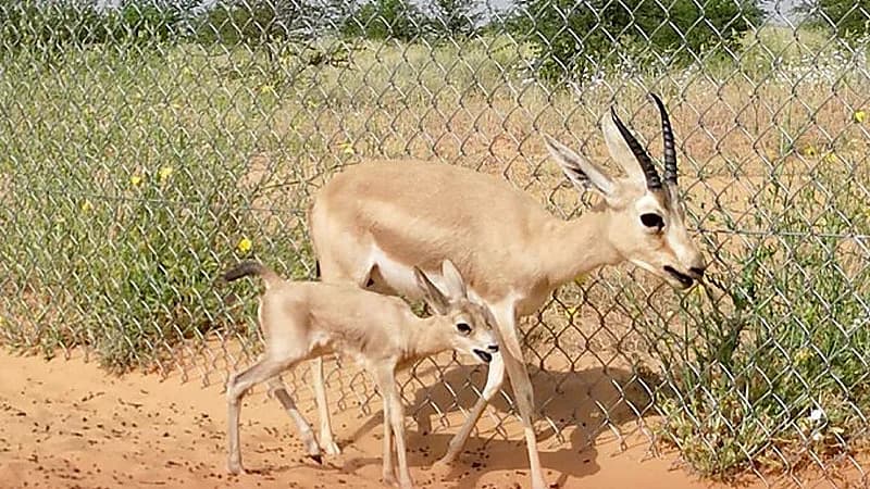 الحياة الفطرية تعلن ولادة 5 ظباء ريم بواحة بريدة