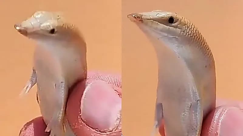 سمكة الرمال: كائن حي يختفي تحت الصحراء ويتحرك كالأسماك .. فيديو