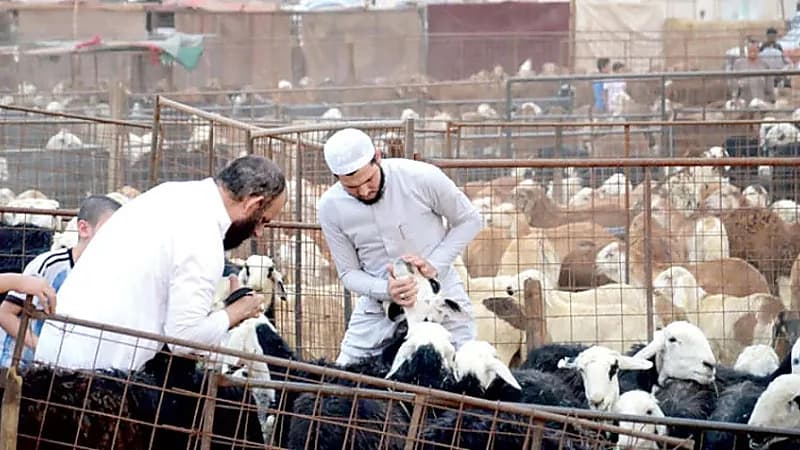 تجار : أسعار الأضاحي انخفضت عن العام الماضي .. فيديو