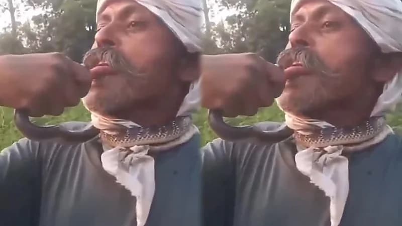 نهاية مأساوية لمزارع حاول تقبيل أفعى.. فيديو